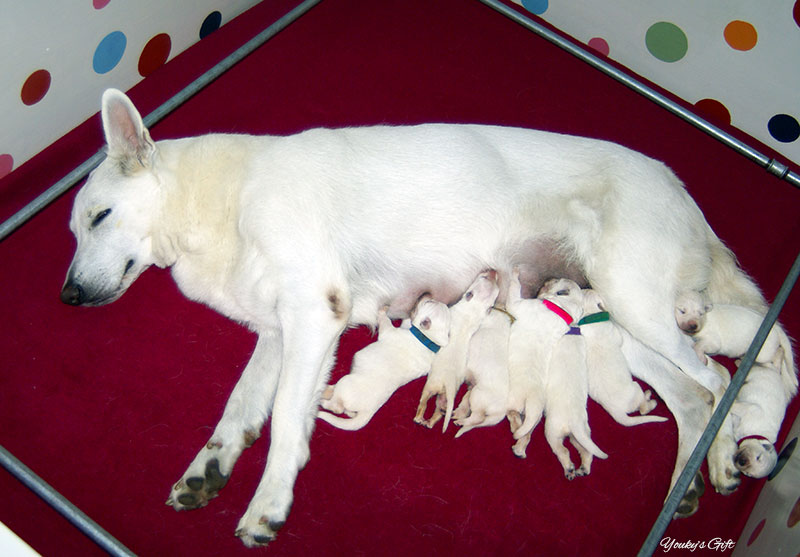 cuccioli di pastore svizzero 3 giorni