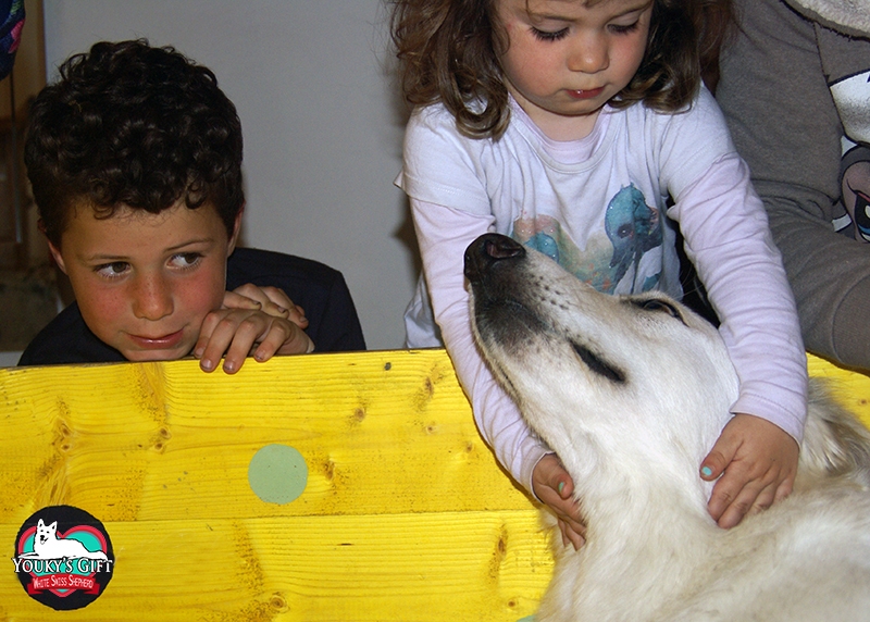 filosofia di allevamento pastore svizzero bianco cuccioli youky's gift