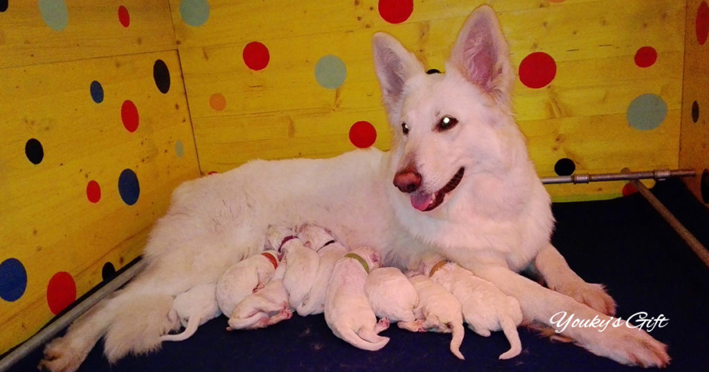 periodo neonatale cuccioli pastore svizzero