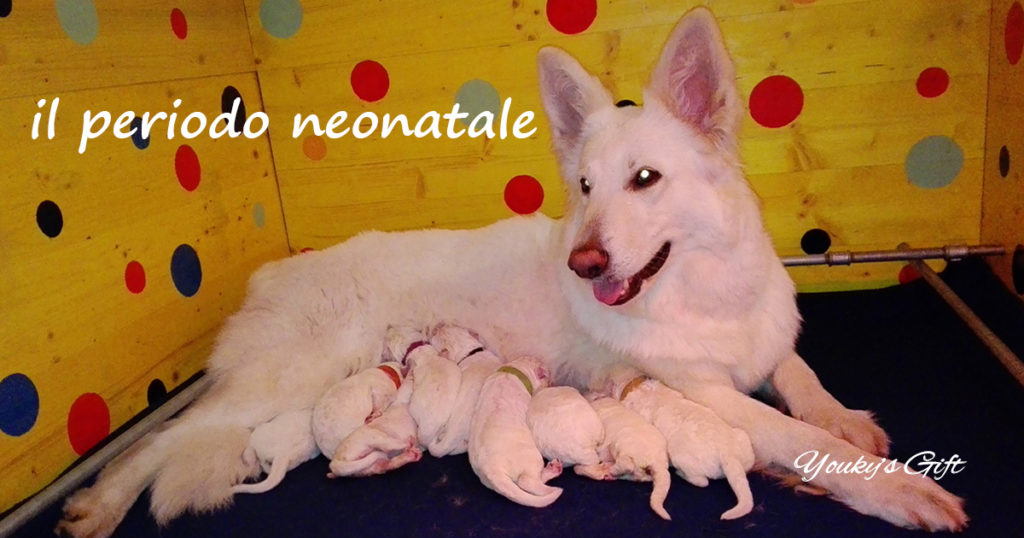 periodo neonatale cucciolo pastore svizzero