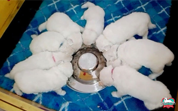 puppy-food periodo neonatale