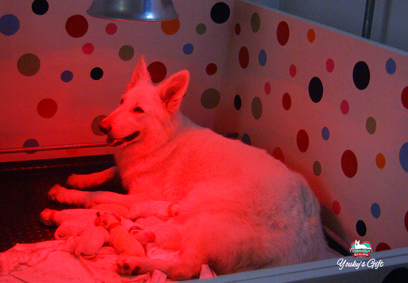 cuccioli pastore svizzero bianco cucciolata E Derin bikila dopo parto