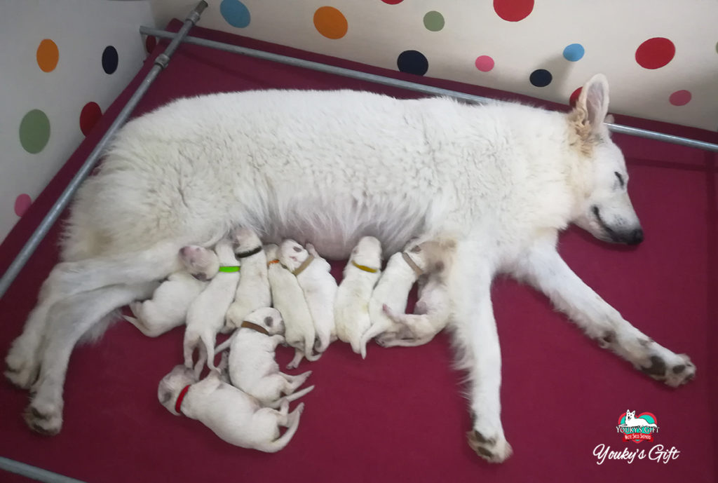 cuccioli pastore svizzero bianco cucciolata E Derin bikila 3 giorni