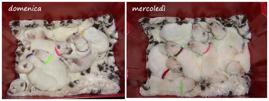 cuccioli pastore svizzero collage 7-10 giorni