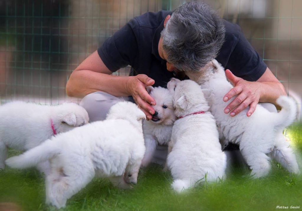 set fotografico cuccioli pastore svizzero