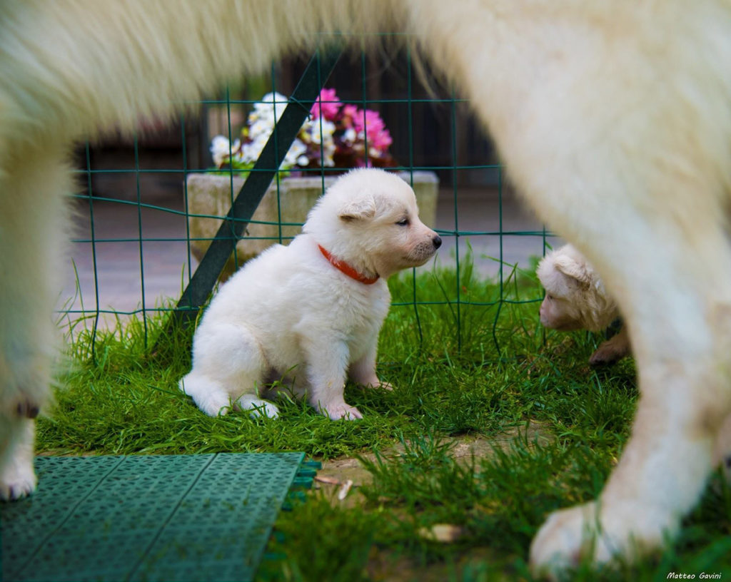 set fotografico cuccioli pastore svizzero