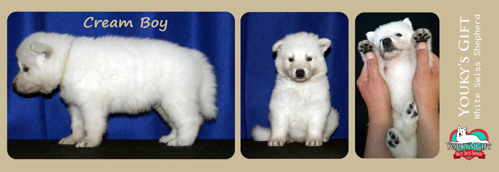 cuccioli pastore svizzero youky's gift cucciolata E foto 30 giorni