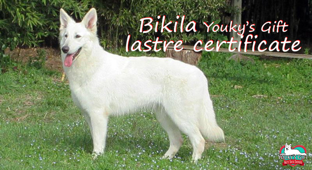 Bikila lastre cert pastore svizzero bianco cuccioli youky's gift