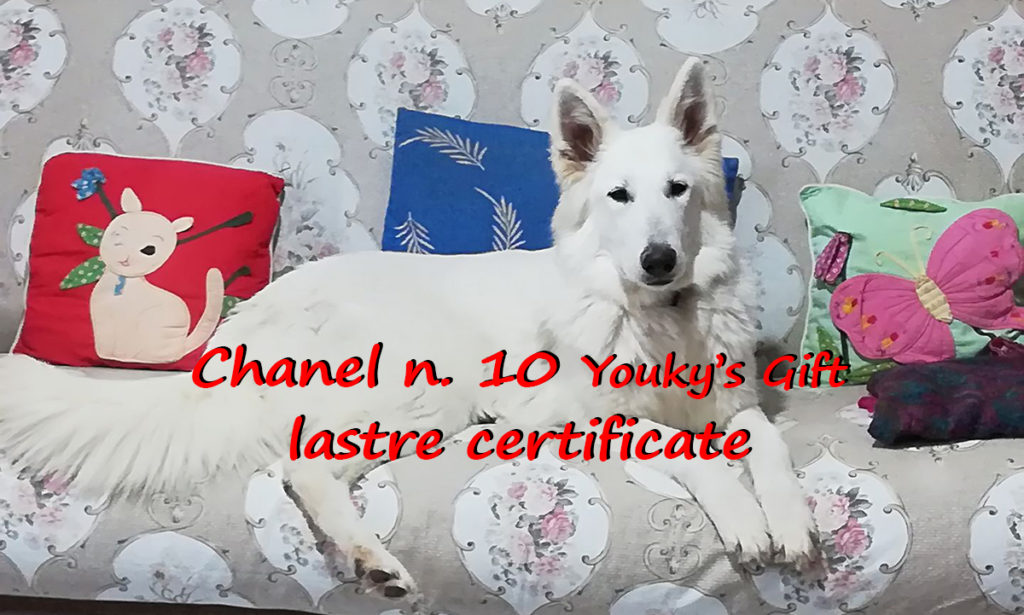 chanel n. 10 pastore svizzero bianco cuccioli youky's gift lastre