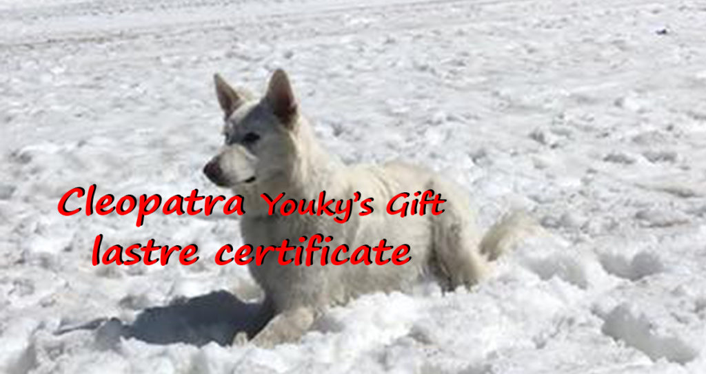 cleopatra pastore svizzero bianco cuccioli youky's gift lastre