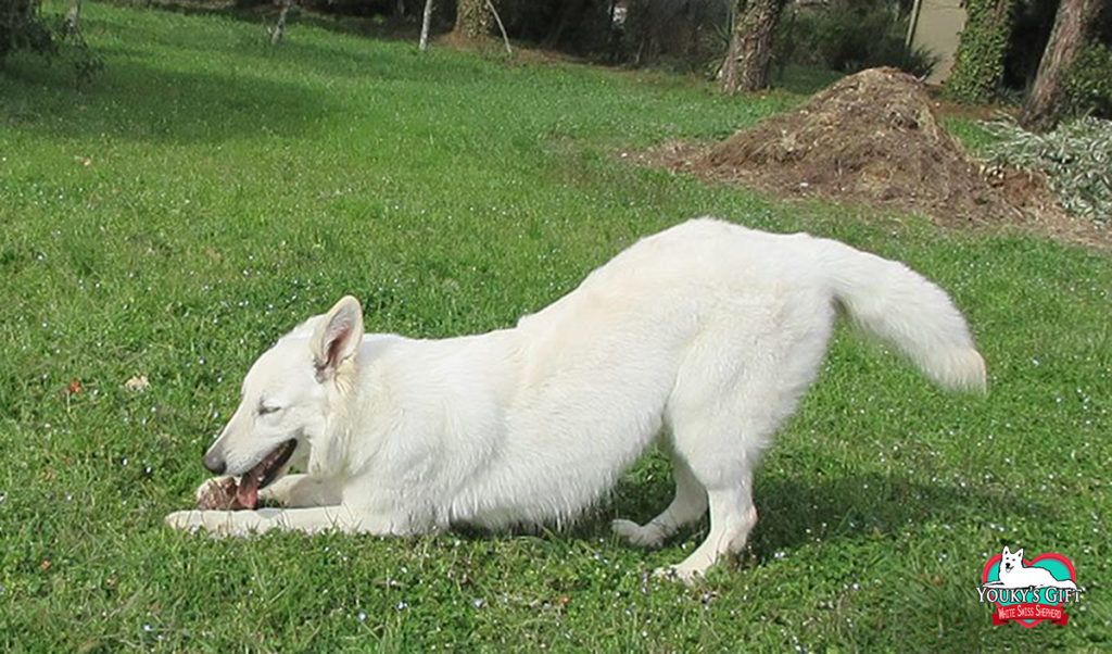 temperamento 03 doti caratteriali pastore svizzero bianco cuccioli youky's gift
