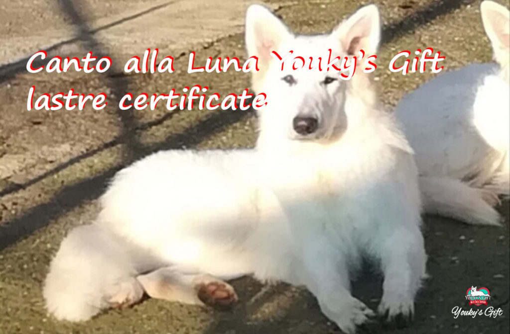 Canto lastre certificate pastore svizzero bianco cuccioli youky's gift