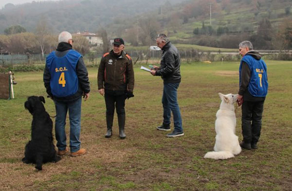 giudizio vivì bh pastore svizzero bianco cuccioli allevamento youky's gift