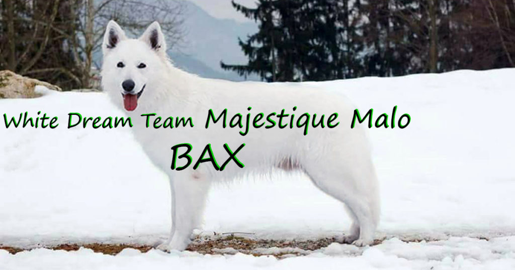 white dream team majestique malo bax cuccioli