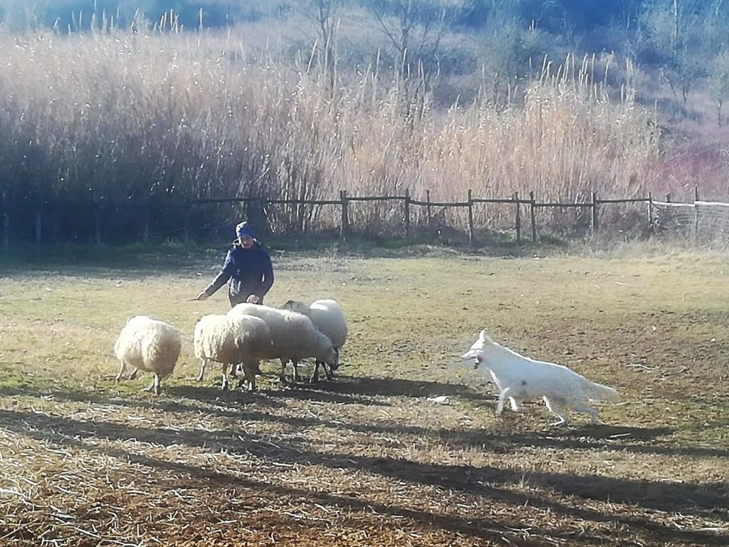 acqua pastore svizzero Youky's Gift in sheepdog