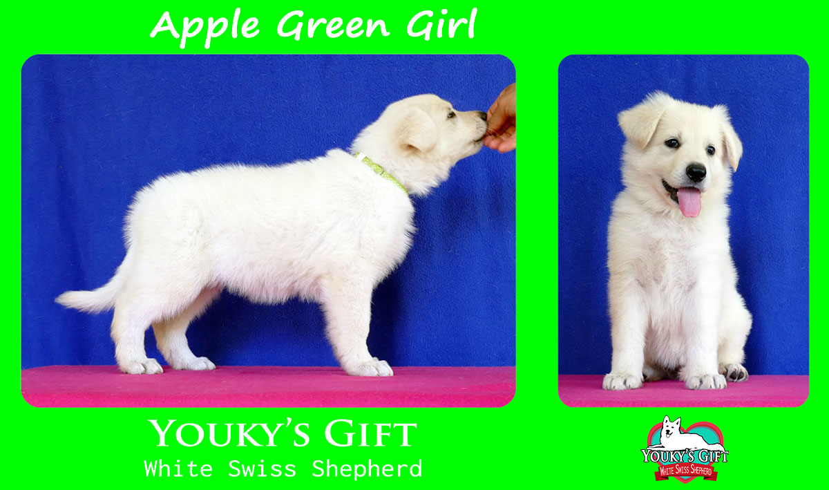 apple green girl cucciolata H cuccioli 6 settimane