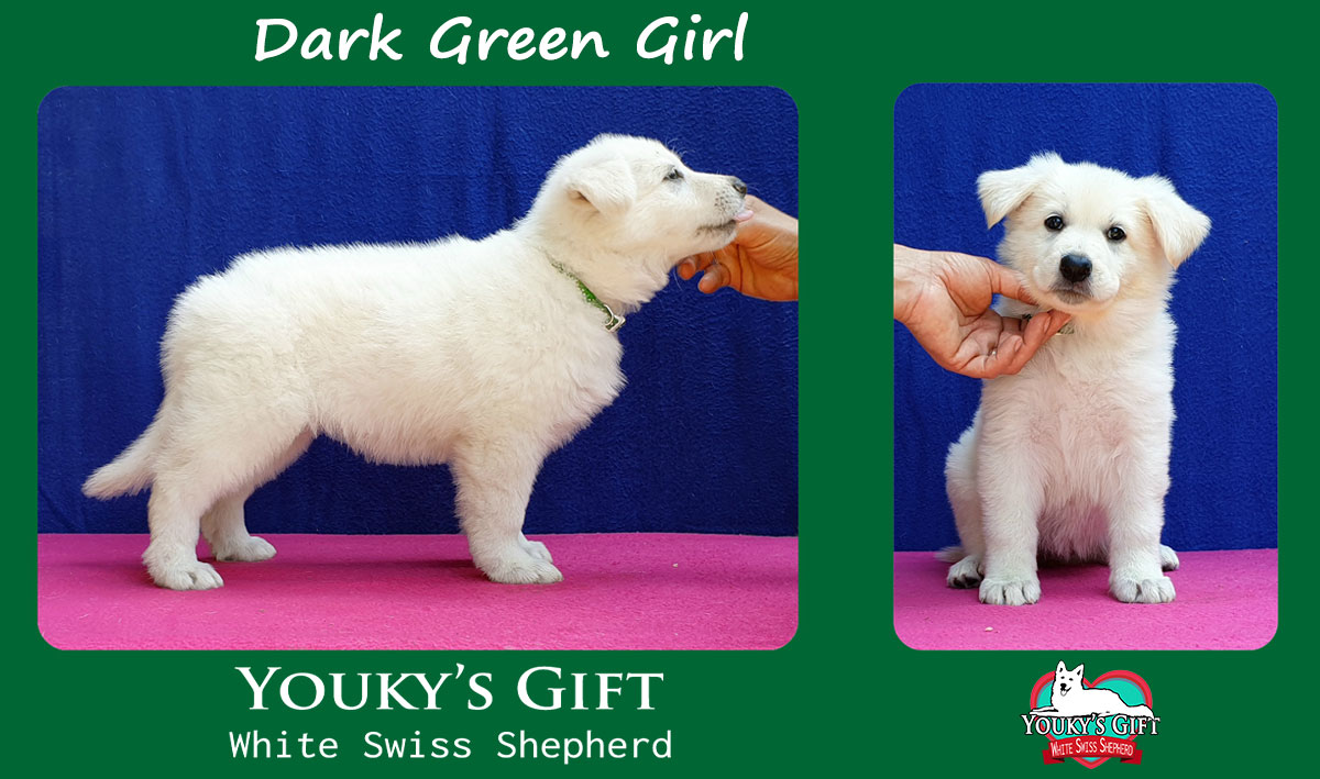 dark green girl cucciolata H cuccioli 6 settimane