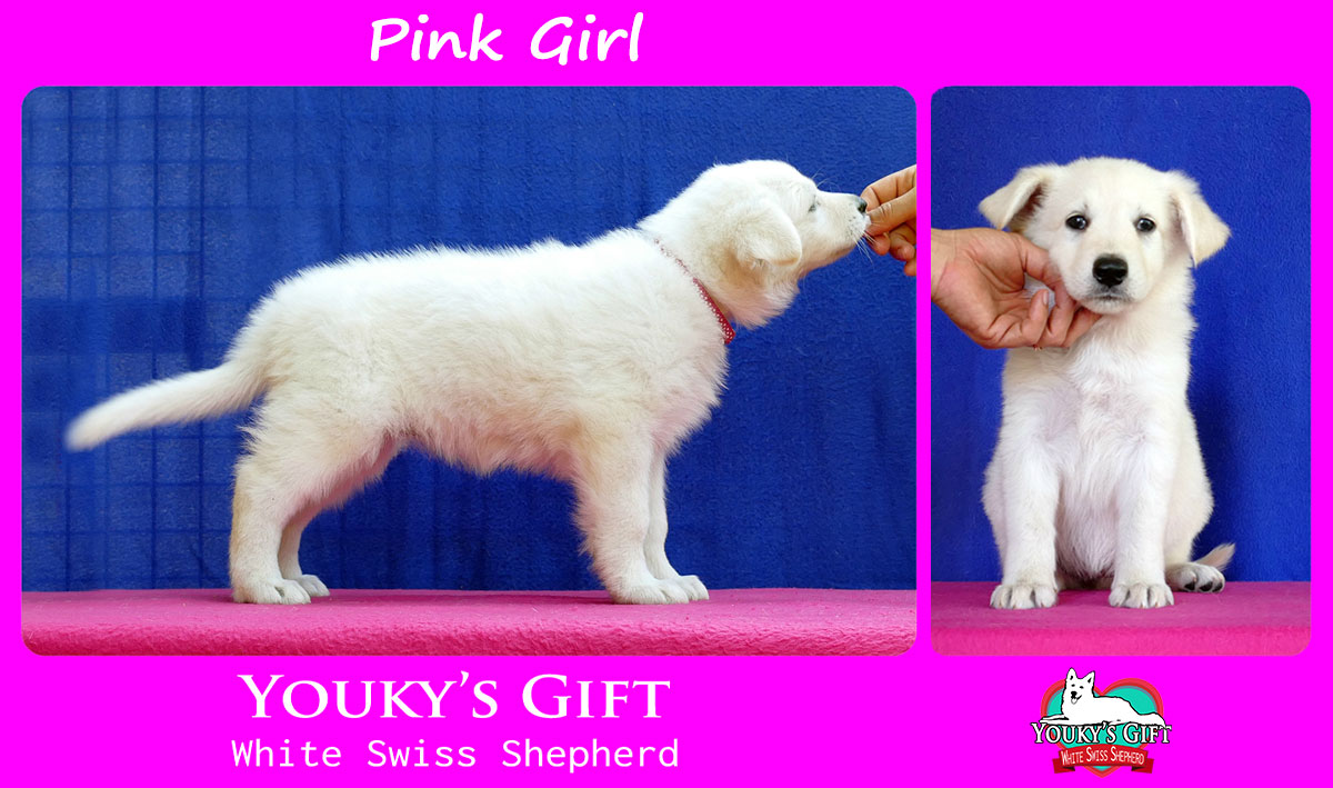 pink girl cucciolata H cuccioli 6 settimane