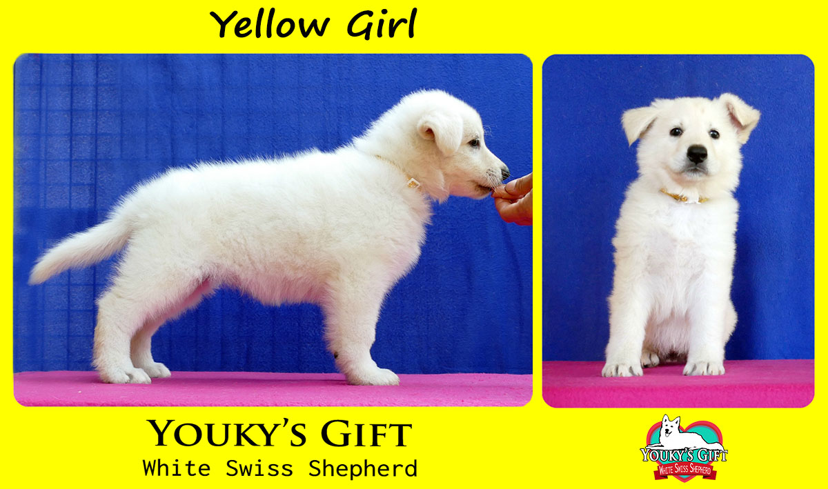yellow girl cucciolata H cuccioli 6 settimane