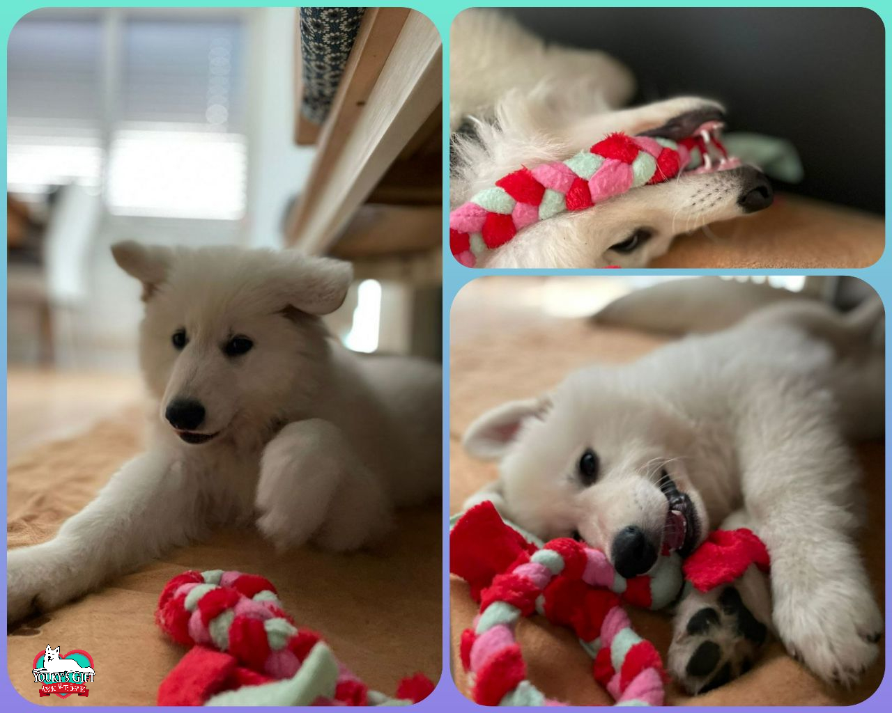 il cucciolo di pastore svizzero bianco Quinn Youky's Gift è arrivato nella sua nuova casa