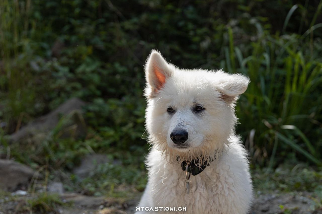 cucciolo di pastore svizzero bianco, la prima orecchietta dritta 